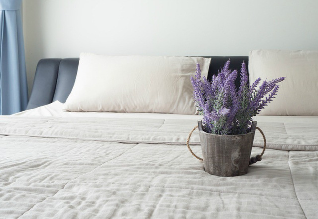 Bật mí 6 loại cây trồng mà bạn nên có trong phòng ngủ